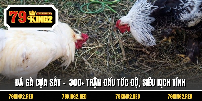 Đá Gà Cựa Sắt - 300+ Trận Đấu Tốc Độ, Siêu Kịch Tính