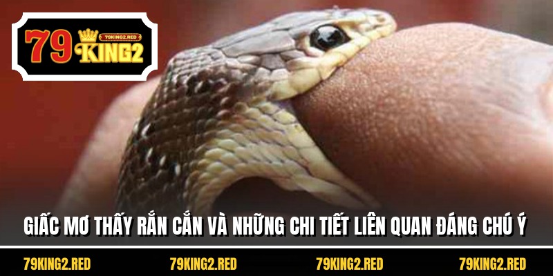 Giấc mơ thấy rắn cắn và những chi tiết liên quan đáng chú ý