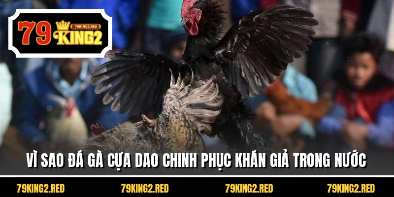 Vì sao đá gà cựa dao chinh phục khán giả trong nước